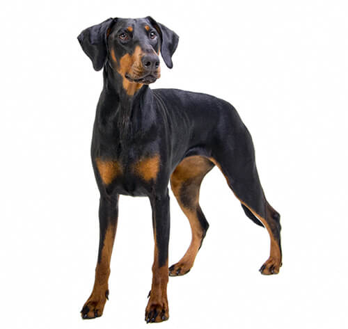 Doberman fashion retriever